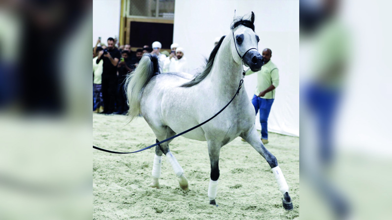 شبوة الفحل «دي شهار» تسجل أعلى قيمة في العالم بـ 100 ألف دولار