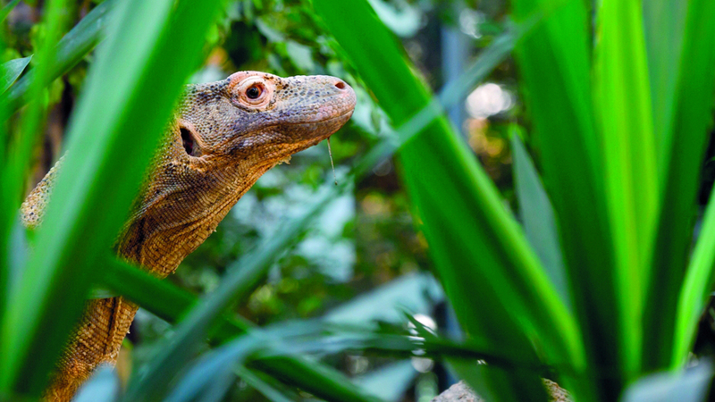 تنين الكومودو يصل إلى مقره الجديد