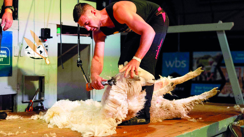 مزرعة في نيوزيلندا تدلل الخراف لجزّ صوفها