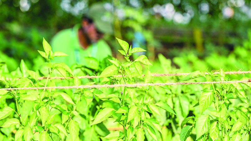 دور النظم الغذائية.. محوري في معركة المناخ