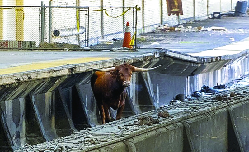 ثور يعرقل سير القطارات بين نيوارك ونيويورك