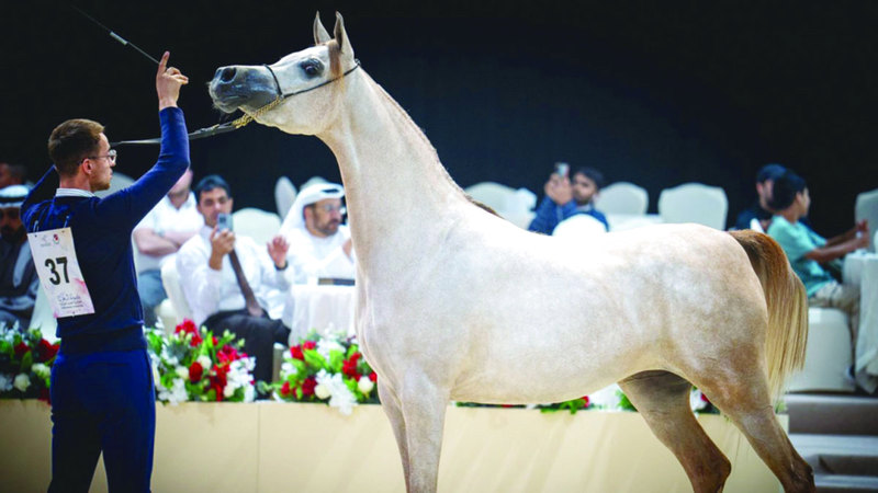 4 ألقاب لـ «مربط دبي» في ختام بطولة العرب