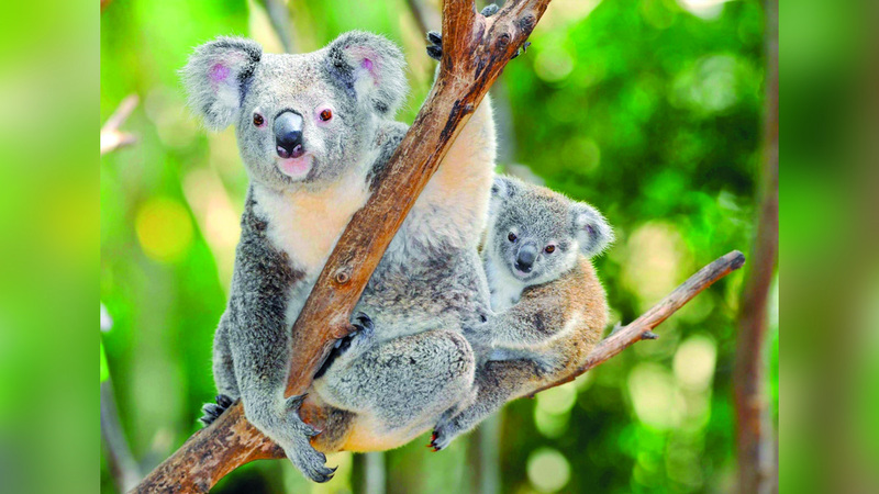 رحلة إلى أكبر محمية كوالا في العالم