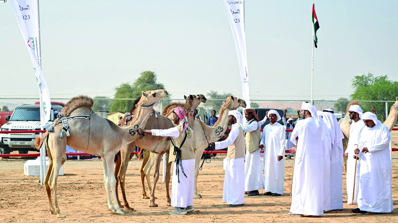 مزاينة الإبل.. مُلّاك الأصايل يتوافدون على «السوان»