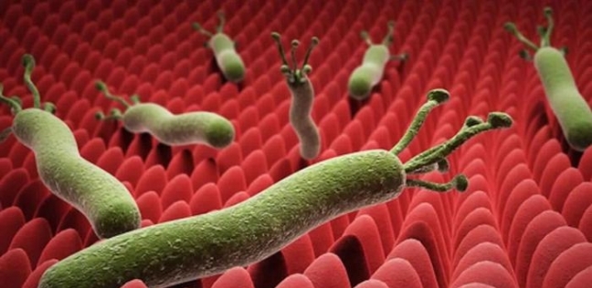 دراسة : جرثومة المعدة قد تزيد من خطر الإصابة بالزهايمر