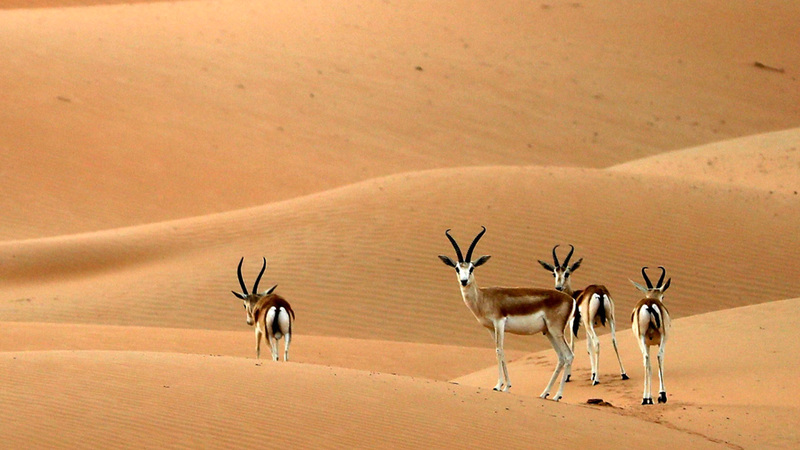 محمية المرزوم تواصل استقبال الصقارين وهواة الصيد