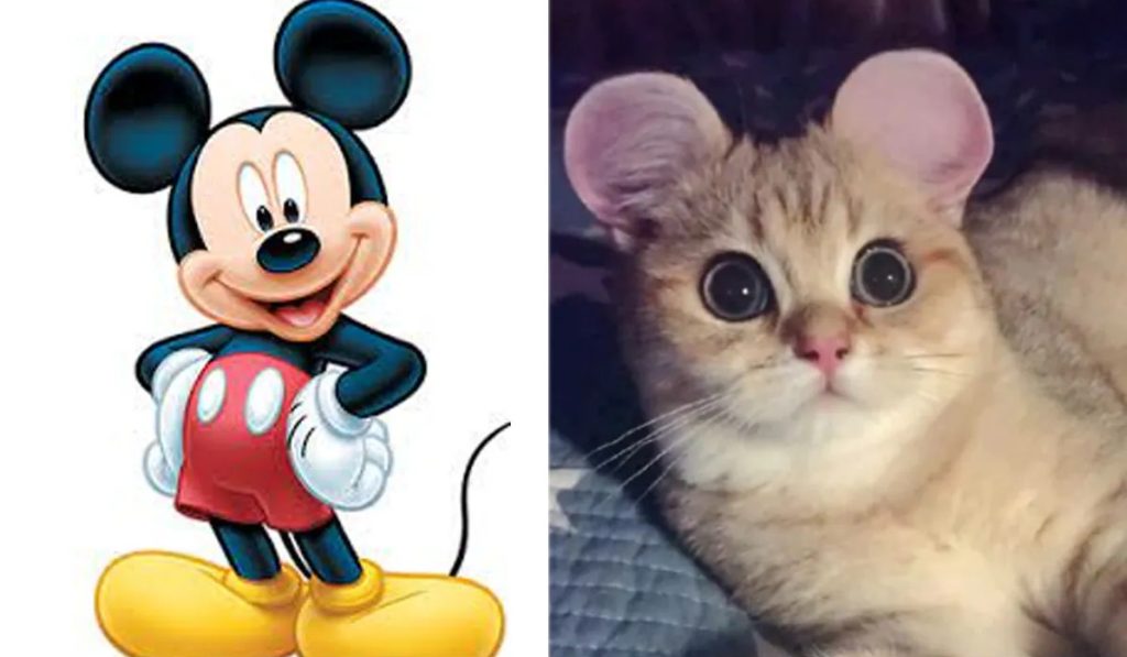 للحيوانات.. عمليات تجميل للحصول على أذن “ميكي ماوس”!