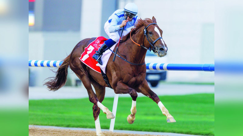 الجواد «هايبوثيتكال» ينشد لقب «لورد نورث»