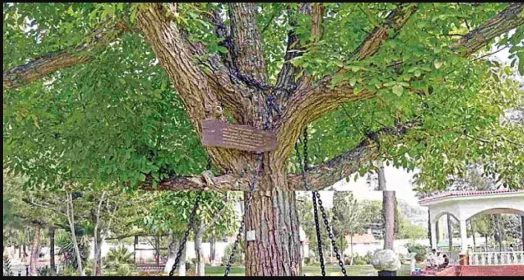 ماقصة الشجرة المقبوض عليها منذ 125 عاما !