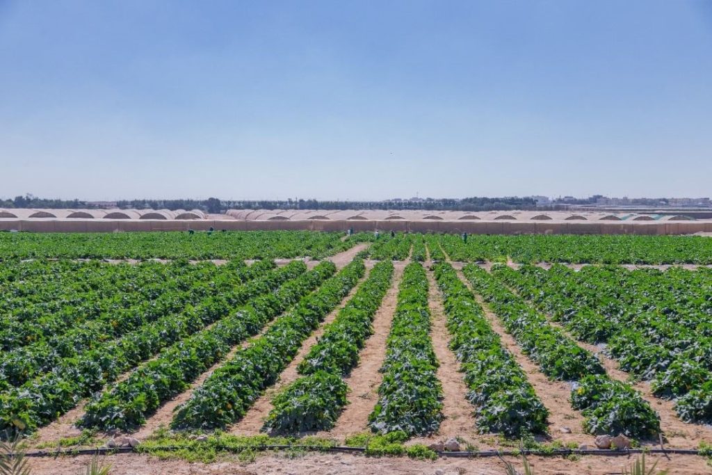 63 مليون ريال قطري أجمالي مساهمات “الهيئة العربية للاستثمار” بالأصول في قطر