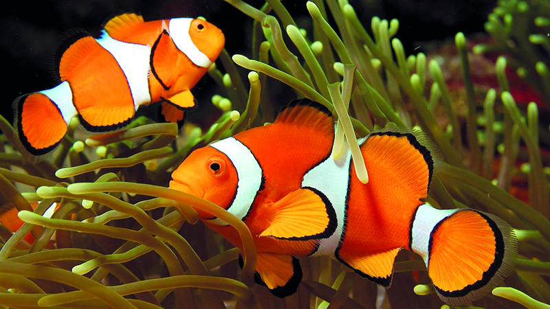 السمكة الحساسة في خطر.. بسبب «البحث عن نيمو»