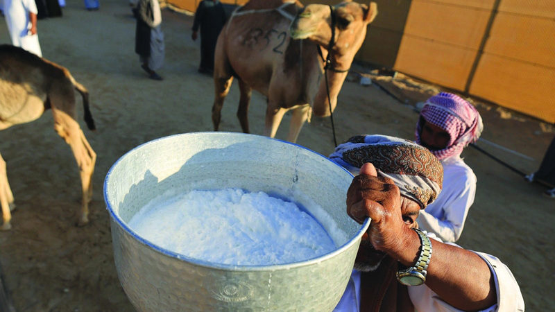 في شارع المليون.. 170 ناقة تتنافس بمسابقة المحالب