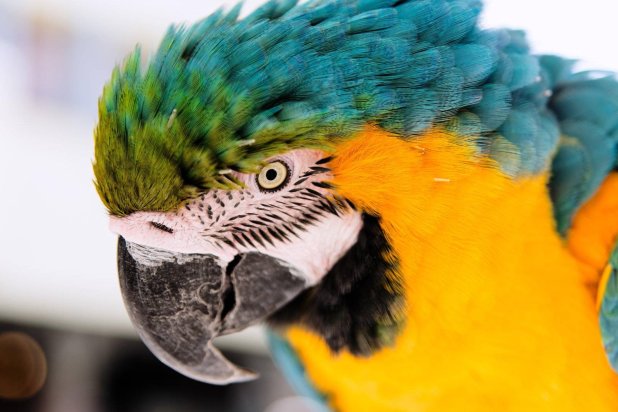 عزل ببغاوات في محمية بسبب طريقتها الغريبة للتواصل مع الزوار