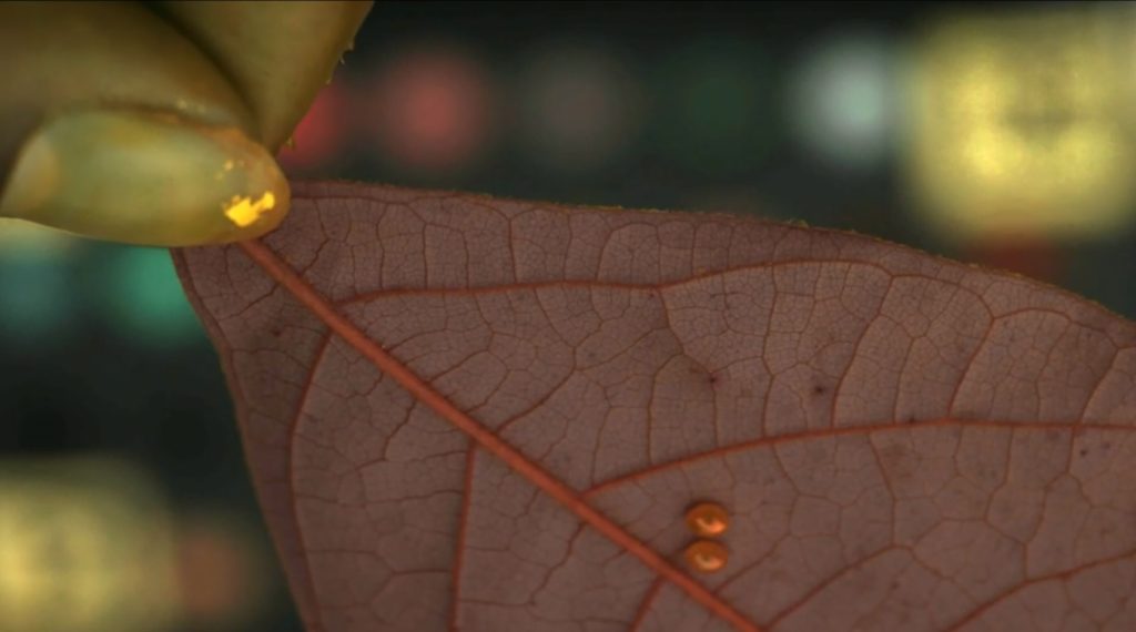 علماء يبتكرون كاميرا ترى العالم بـ”عيون الحيوانات”