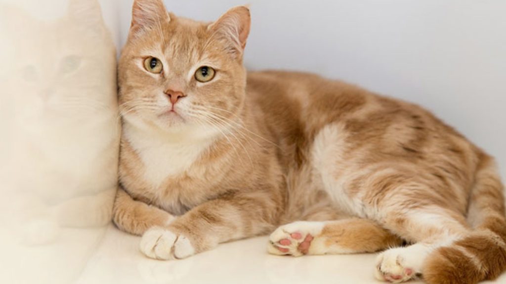 تحرم أبنائها من الميراث وتترك 2.8 مليون دولار لحيواناتها!