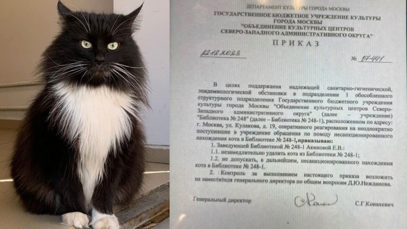 قصة القط ماركيز.. أثار طرده من مكتبة عامة أزمة في روسيا وصلت البرلمان وعلماء النفس