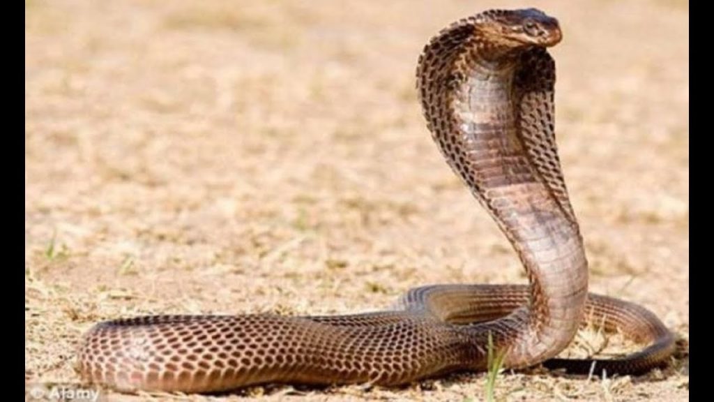 هندية تحاول قتل زوجها بواسطة ثعبان سام