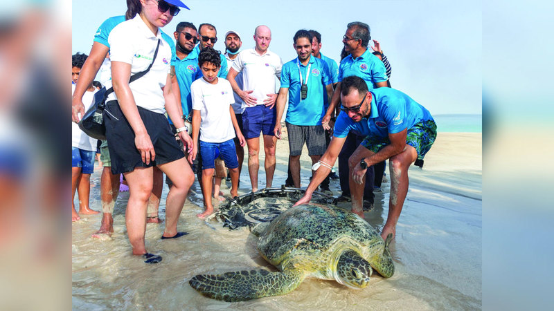 إنقاذ 1000 سلحفاة بحرية خلال 4 سنوات في أبوظبي