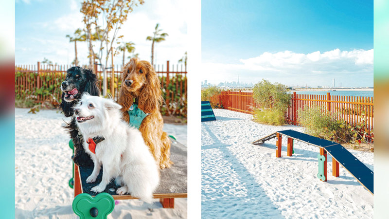 دبي تدلل أصحاب الحيوانات الأليفة بأول متنزه للكلاب على الشاطئ