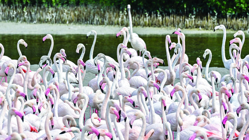 محمية رأس الخور.. وجهة مثالية لعشاق الطيور المهاجرة