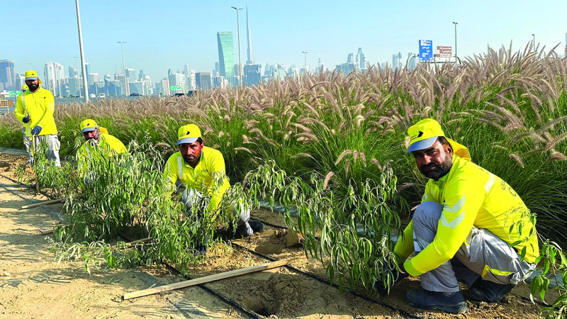مشروع زراعي تجميلي عند تقاطع شارعي الميدان مع الخيل بدبي