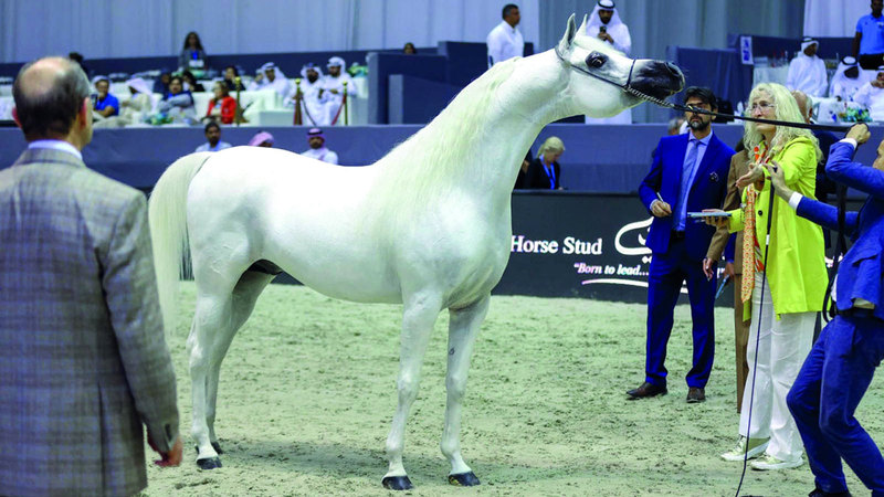 بطولة دبي الدولية للجواد العربي تنطلق غداً