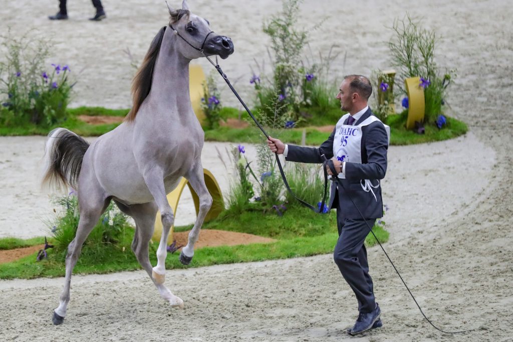 ختام بطولة دبي للجواد العربي الأحد بجوائز قيمتها 4 ملايين دولار