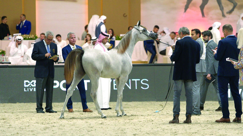 6 نهائيات في بطولة دبي للجواد العربي