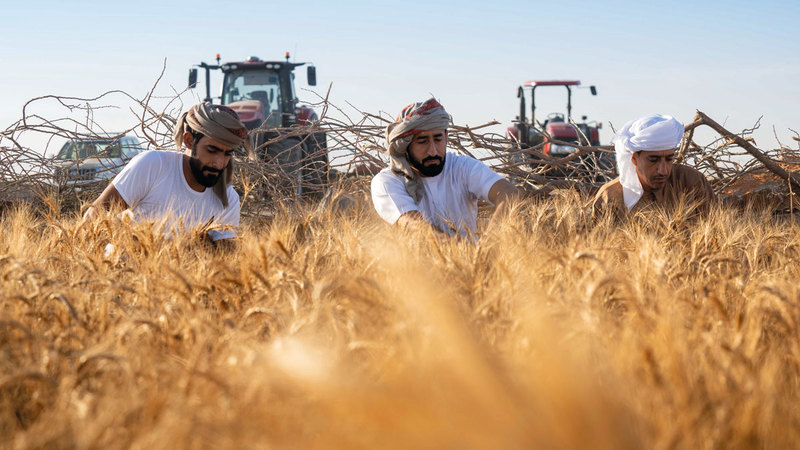 دقيق “سبع سنابل” يسجل أعلى نسبة بروتين عالمياً بـ 19%