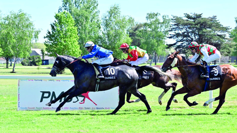 «الغبراء» و«الخبيب» بطلا سباقي الوثبة ستاليونز