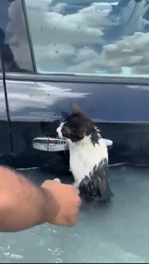 تفاعل كبير مع عملية إنقاذ قطة من المياه بواسطة شرطة دبي