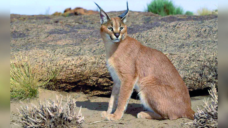 «الفجيرة للبيئة» تسلم «الوشق» لحديقة حيوانات