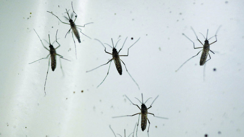 أطباء يدعون إلى حماية الجلد من لدغات البعوض بالكريمات والوقاية