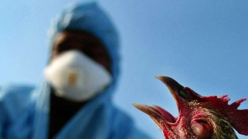 الأولى في العالم.. دولة أوروبية تعطي مواطنيها لقاحا ضد إنفلونزا الطيور