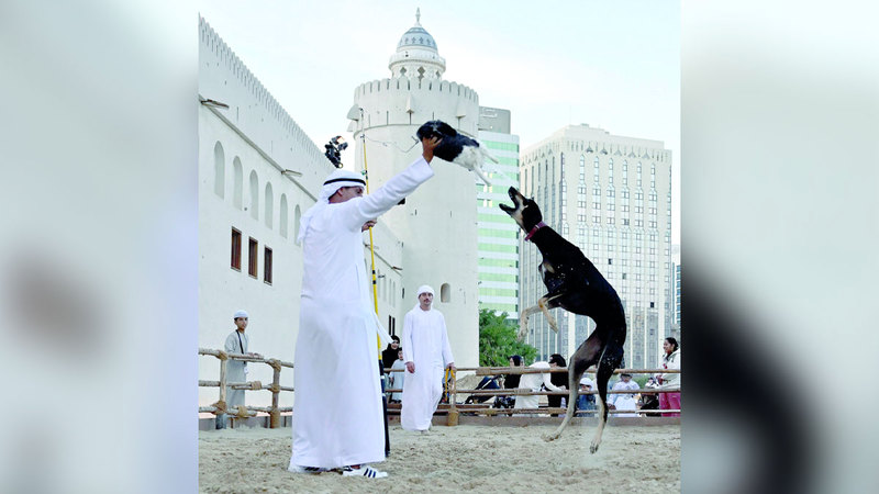 السلوقي صديق رحلات الصيد الوفي
