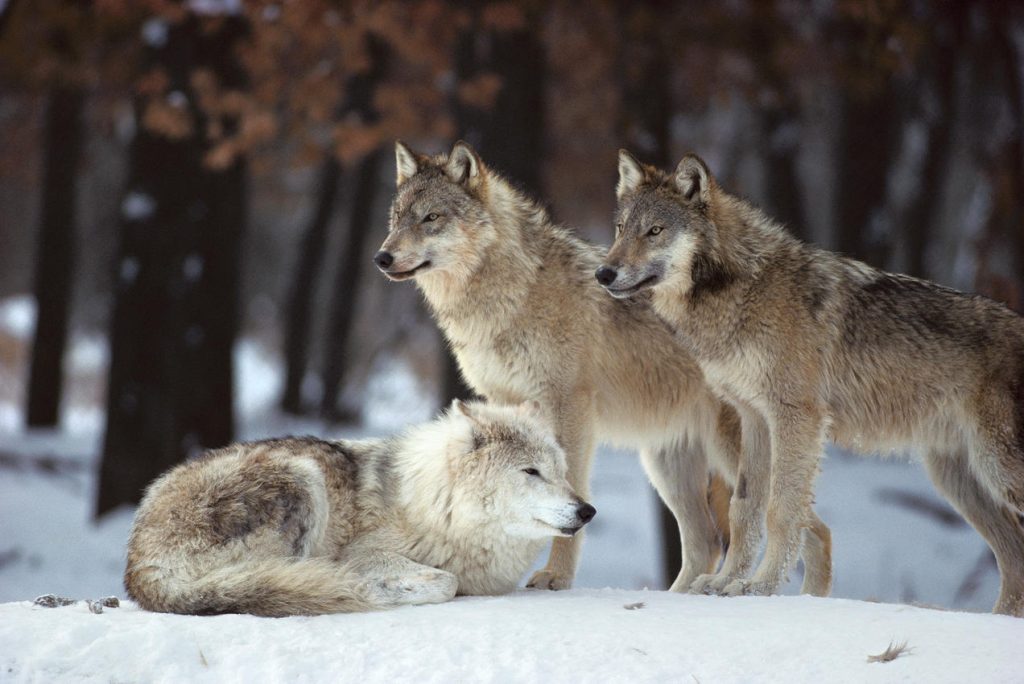 يقتل زوجته ويلقي بجثتها للذئاب في الصحراء