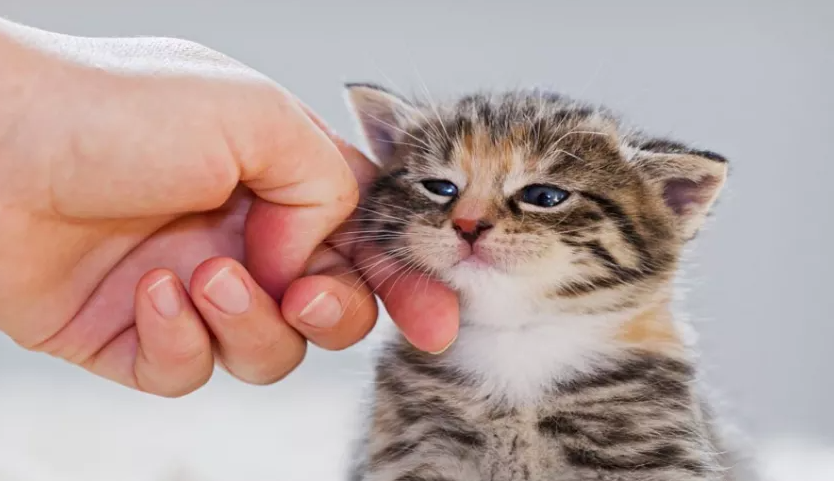 هل تصاب الحيوانات بالأمراض العقلية مثل البشر؟