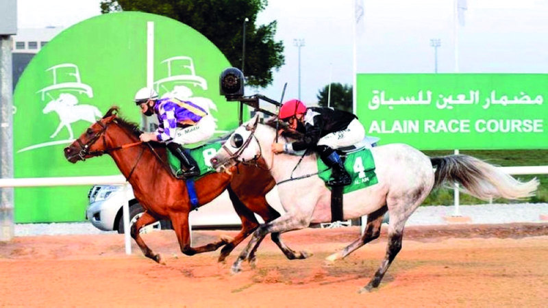 «العين للفروسية» يستضيف «السباق الختامي» للخيول العربية