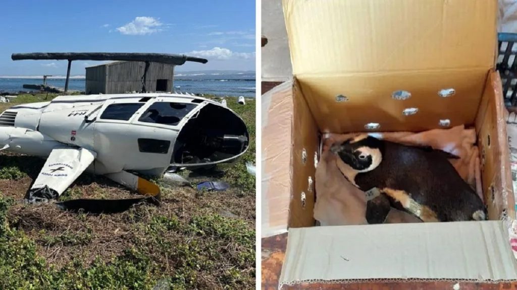 بطريق يتسبب بسقوط طائرة