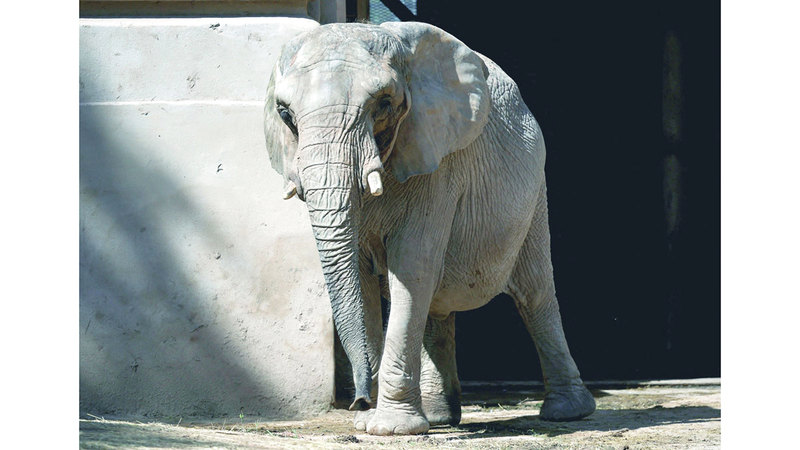 بعد 30 عاماً في الأَسر.. الفيْلة «بوبي» إلى الحرية