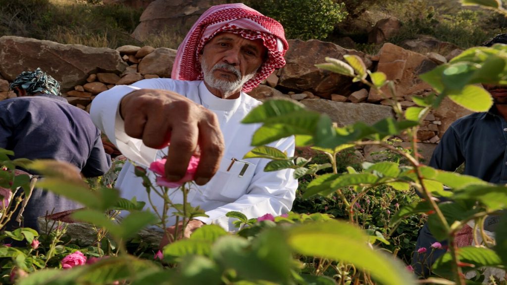 سعودي من مدينة الـ300 مليون زهرة: ورد الطائف مختلف