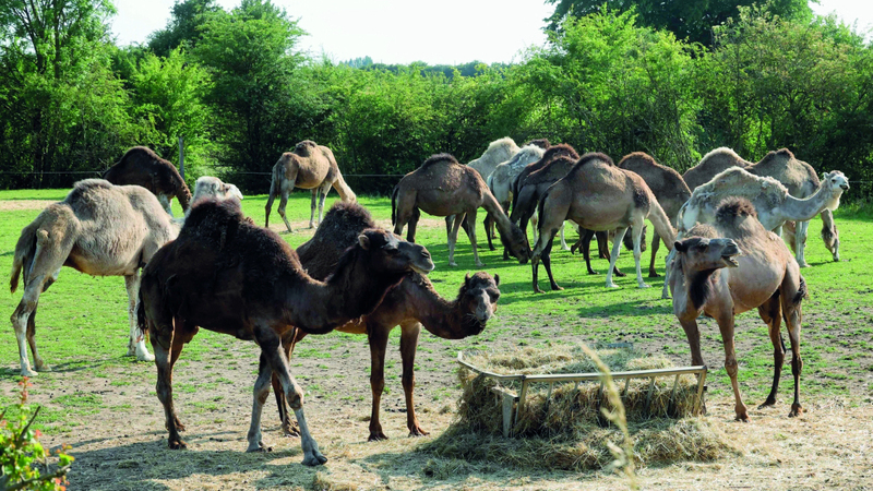 حليب الإبل العربي مادة أولية في صناعة الأجبان الفرنسية