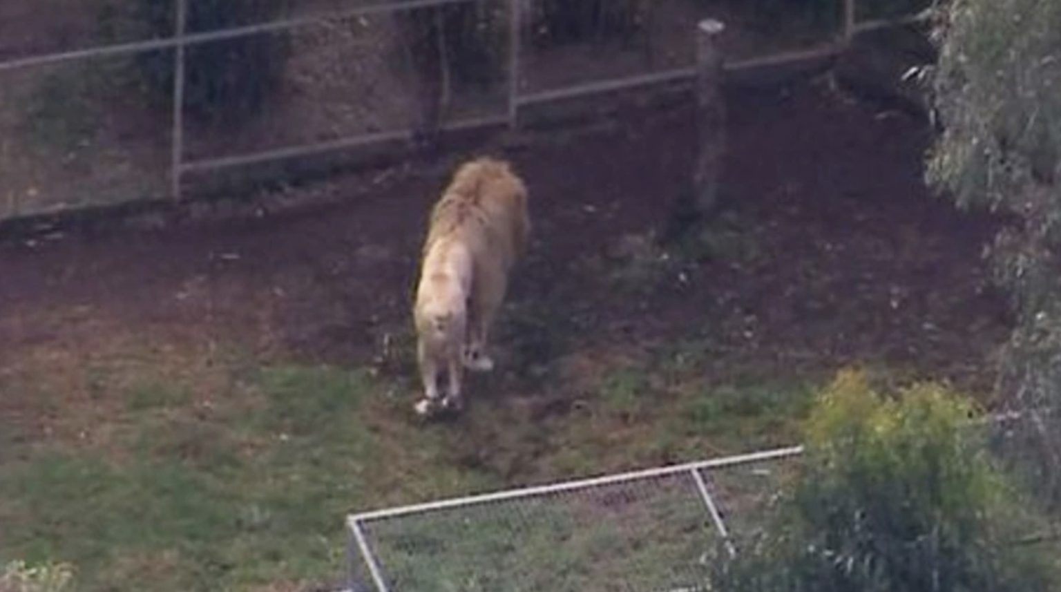 أسد يفترس ذراع امرأة في حديقة أسترالية.. حادث مروّع يهز كوينزلاند