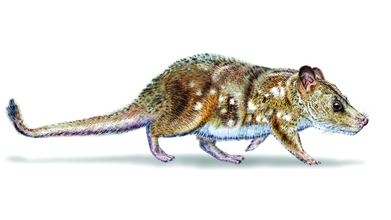 اكتشاف بقايا حيوان من زمن الديناصورات.. صغير بحجم الفأر