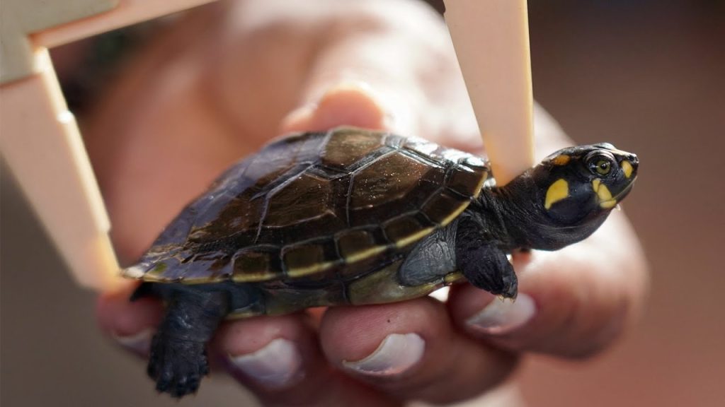 بقيمة 1.4 مليون دولار .. صيني يُهرّب 850 سلحفاة مٌدَّعياً أنها ألعاب