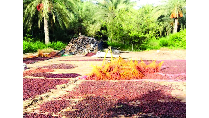 «وعكات سهيل» تسبب الشعور بالتعب والإرهاق حتى 23 سبتمبر المقبل