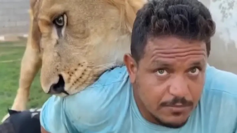 بحجّة رغبته في التسلية ! ليبي يطلق أسده على عامل مصري في مزرعته (فيديو)