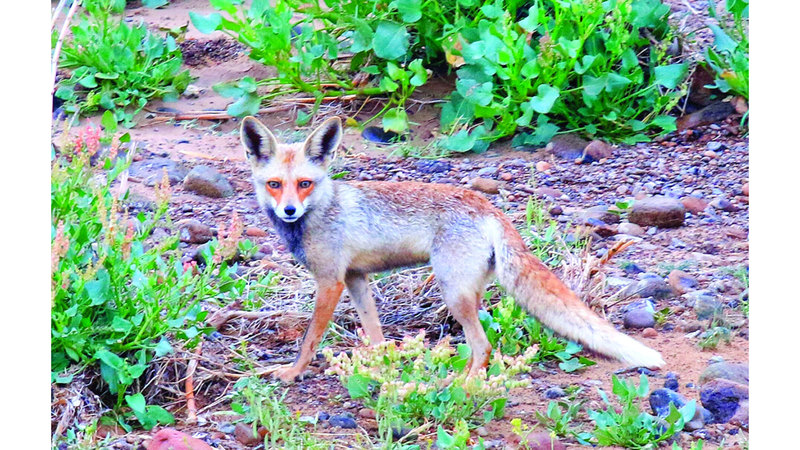 «الثعلب الأحمر العربي» يظهر في الفجيرة.. حدث استثنائي بـ «وادي الوريعة»