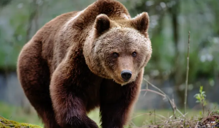 دب يدخل الطوارئ بسبب وعكة صحية جراء الفواكه المثلجة ( فيديو)