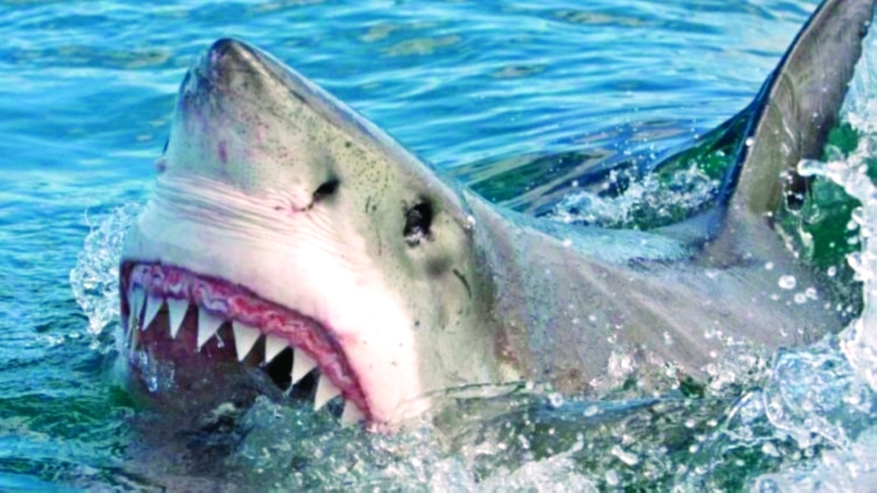 مُسيّرات وهليكوبتر تبحث عن سمكة قرش متهمة بالقتل في سيدني